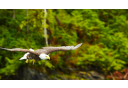 Photo of Eagle Flying